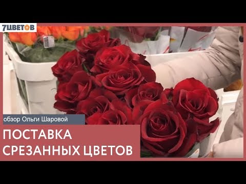 Видео: Поставка срезанных цветов   видеообзор с Ольгой Шаровой