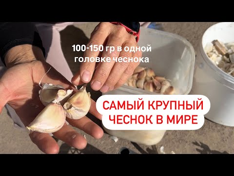 Видео: Как правильно посадить чеснок🧄 время посадки и ЧТО НЕЛЬЗЯ ДЕЛАТЬ