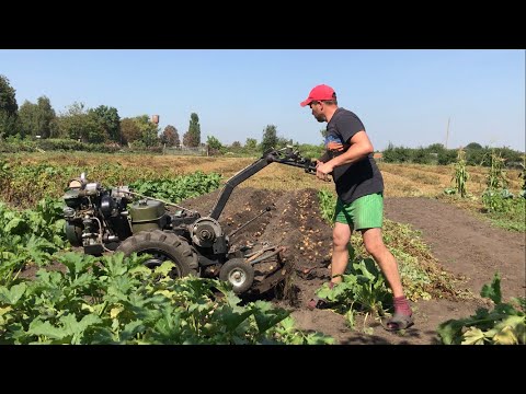 Видео: Саморобний мотоблок копає картоплю 💪👊👍🇺🇦