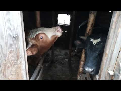 Видео: Замеры быков