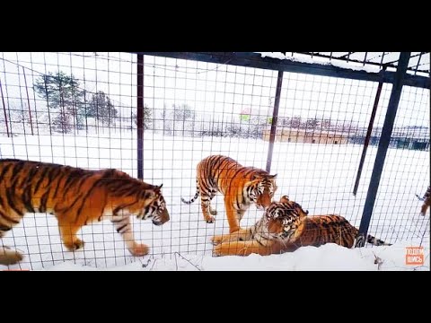Видео: Читая Олега Зубкова! Когда отключают свет...!