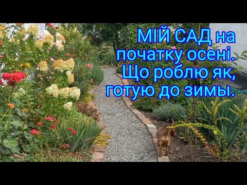 Видео: ГОТУЮ САД ДО ЗИМИ.Обрізаю,підживлюю,обробляю#сад#квіти#квітник#обрізкаквітів#осінняпідкормкаквітів