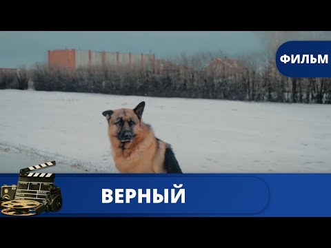 Видео: ФИЛЬМ НА РЕАЛЬНЫХ СОБЫТИЯХ О ПРЕДАННОМ ПСЕ! Верный / (2016) / KINODRAMA