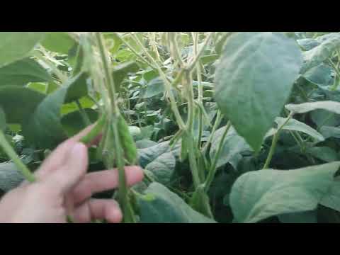 Видео: Соя Канзас, джунглі страшні, огляд на 18.08.2022