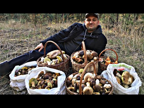 Видео: Остров белых грибов. Я снова в сказке.