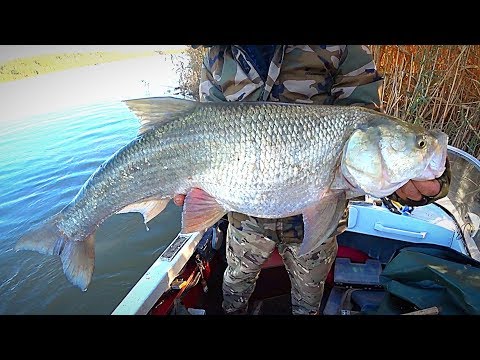 Видео: ВОТ ЭТО РЫБАЛКА! ЖОР КРУПНОЙ РЫБЫ. МЕЧТА, А НЕ РЫБАЛКА. Бешеный клёв. Рыбалка на закидушки