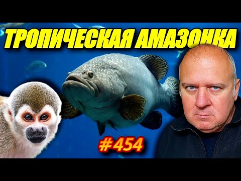 Видео: ЛАЗАРЕВСКОЕ 2024. ОКЕАНАРИУМ ТРОПИЧЕСКАЯ АМАЗОНКА. ОТДЫХ НА МОРЕ.