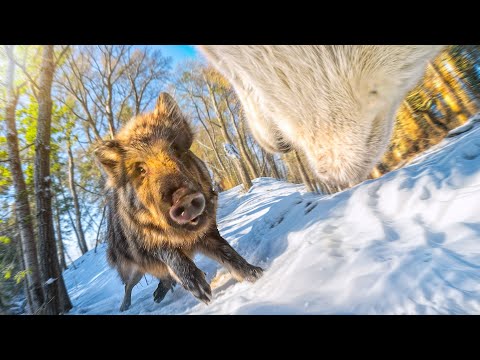 Видео: Пушистая банда против банды кабанов! | Охота от первого лица