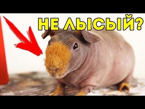 Видео: ПОЧЕМУ ВАЛИК НЕ ПОЛНОСТЬЮ ЛЫСЫЙ? / Морские Свинки СКИННИ И БОЛДУИНЫ / SvinkiShow