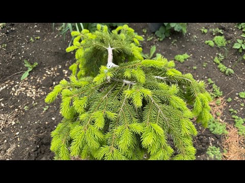 Видео: Ели обыкновенные - очень необыкновенные! Май 2025 г.