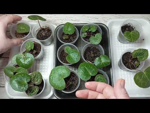 Видео: 🌸 Уход за сеянцами Цикламена с Января по Март 🌸 Часть 3