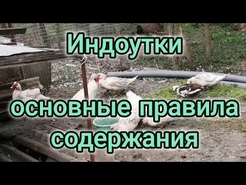 Видео: Начало огородного сезона. Индоутки, содержание, проблемы.