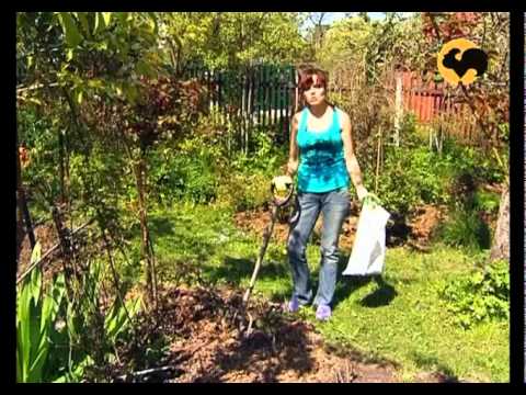 Видео: Розы в Саду. серия 4. Раскрытие