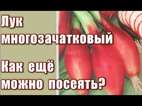 Видео: 343 Как еще можно посеять лук-чернушку? На примере лука многозачаткового…