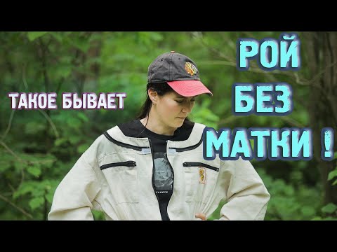 Видео: ПОЙМАННЫЙ РОЙ ОКАЗАЛСЯ БЕЗ МАТКИ ! ЖИВУТ 15 ДНЕЙ!