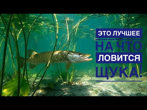 Видео: Вы будете в ШОКЕ от этих приманок￼ на щуку!￼ Мой личный ТОП.