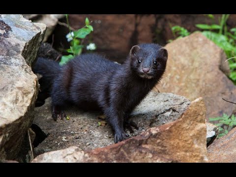 Видео: Пух Норки.Популярная пряжа.Норка? Кролик? Мой вязальный эксперимент.