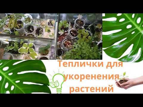 Видео: Размножаю комнатные растения круглый год. Обзор моих тепличек с листочками и черенками