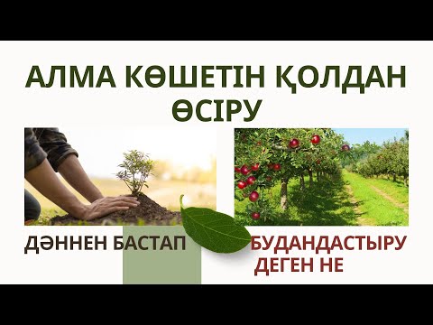 Видео: АЛМА КӨШЕТІН ҚОЛДАН ӨСІРУ. БУДАНДАСТЫРУ ДЕГЕН НЕ, ӘЛДЕ ТЕЛУ. Алма өсіру технологиясы