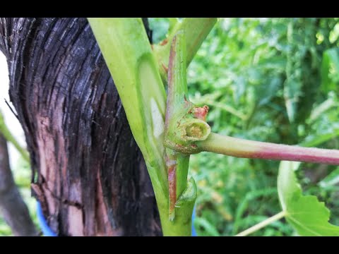 Видео: № 259   Присаждане на лоза, на пъпка без пробуждане. Grafting a vine without waking up - 25.07.20 г.