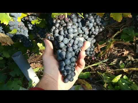 Видео: Завершение сезона 2023, виноградника на середину октября