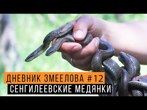 Видео: Где прячутся МЕДЯНКИ? / Экспедиция в НП Сенгилеевские горы / Змеелов - ученый