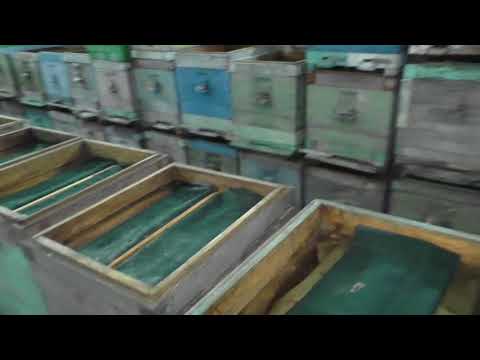 Видео: Все о зимовнике и зимовке пчел.