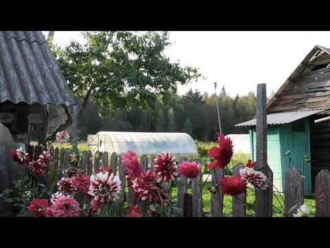 Видео: Была Москвичкой, стала деревенской 😅 Начало сентября, шершни жрут пчел 🐝