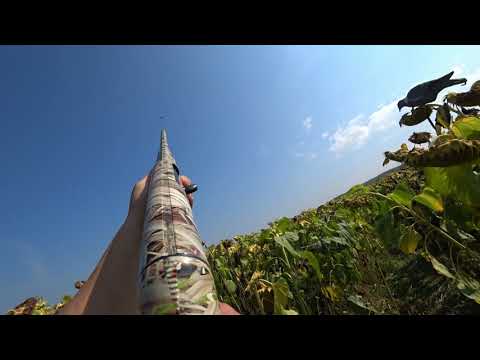 Видео: Охота  на вяхиря в подсолнухе!