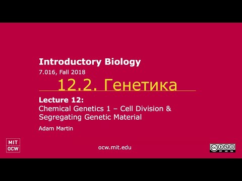 Видео: 12.2. Генетика I. Открытые курсы MIT. Перевод STAHANOV2000.