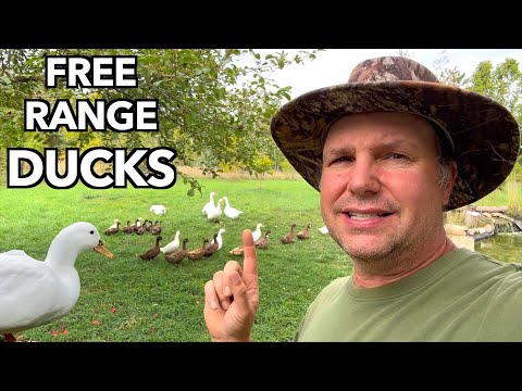 Видео: Когда молодые утки должны присоединяться к стае