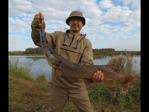 Видео: Рыбалка на спиннинг в сентябре 2023