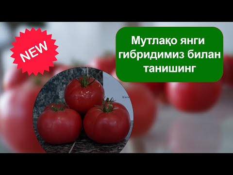 Видео: Томат F1 "HSHG002" янги гибриди.