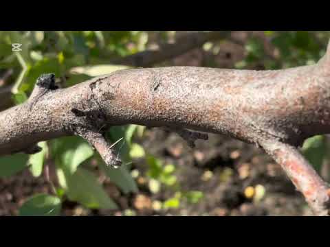 Видео: Сломанная яблоня🌳