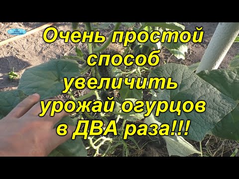 Видео: Увеличиваем урожай огурцов в ДВА(!!!) раза одним лёгким движением руки!