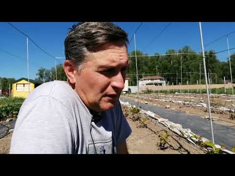 Видео: Что и как на винограднике 25 мая 2024г.