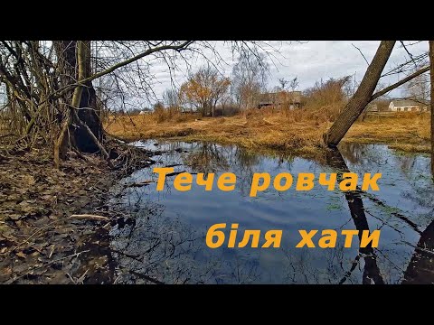 Видео: Тече ровчак через ліс.  Rovchak flows through the forest.