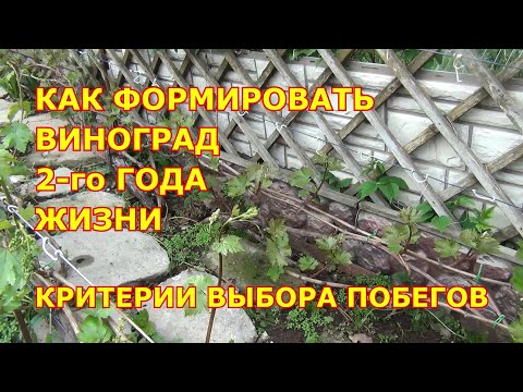 Видео: КАК ФОРМИРОВАТЬ КУСТ ВИНОГРАДА НА 2-й ГОД ЖИЗНИ проломкой побегов