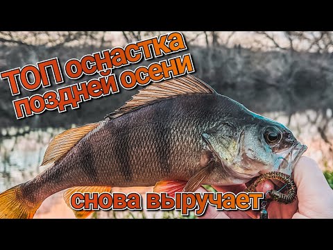 Видео: Топ оснастка поздней осени снова выручает | Как ловить окуня в ноябре | Рыбалка в конце осени