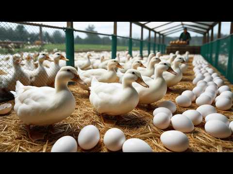 Видео: Утиный бизнес — как выращивать уток для получения яиц и мяса для бизнеса.