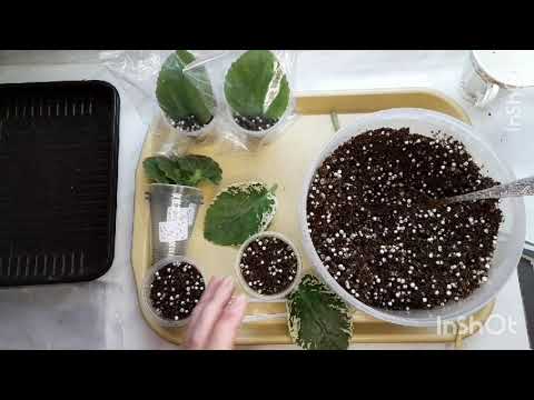 Видео: Фиалки, посадка черенков.