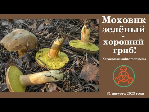 Видео: Моховик зелёный - хороший гриб! Xerocomus subtomentosus.