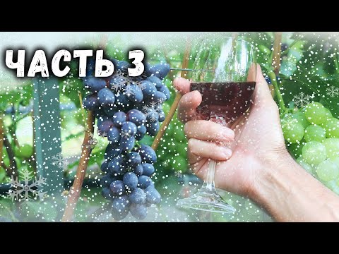 Видео: 🍷  Приготовление домашнего вина  из винограда "кишмиш Юпитер"   Часть 3 - Криостабилизация❄️