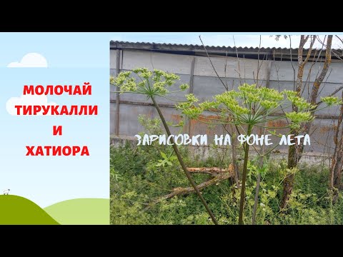 Видео: МОЛОЧАЙ ТИРУКАЛЛИ и ХАТИОРА