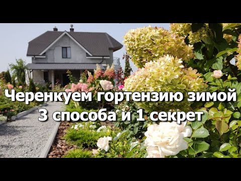 Видео: Черенкуем гортензию зимой  | 3 способа и 1 секрет черенкования гортензий