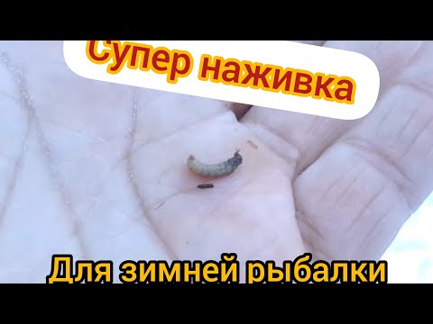 Видео: Простейший способ добыть ручейника (шитика)(Водяного)Зимой .#зимняя Рыбалка #супернаживака
