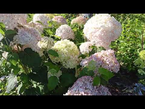 Видео: 7.08.23.Лучшие сорта древовидных гортензий!🌸🌸🌸