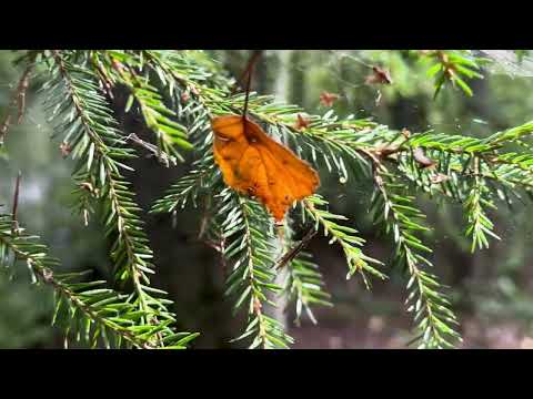 Видео: Гладышевский заказник, эко-тропа "Пороги реки Гладышевка"