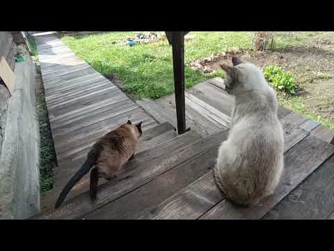 Видео: Влог с 12.05. по 22.05.25. Вяжу, дела огородные и как прошёл с проект по стартам.