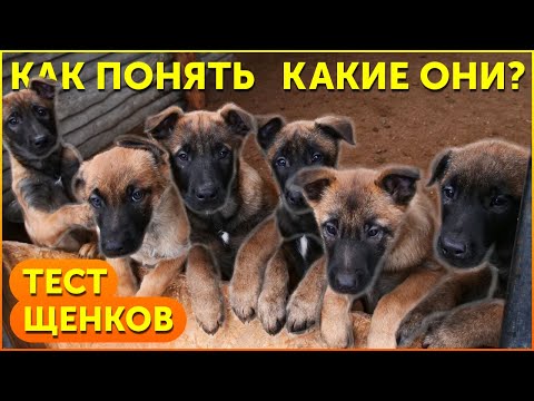 Видео: Прививка щенкам | Встреча щенка с новыми владельцами | Как понять что из себя представляет щенок